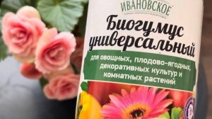 Два удобрения для бегоний, которые сделают их  цветени