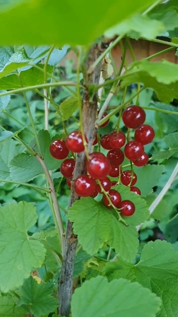 Смородина Красная (лат. Ribes Rubrum)