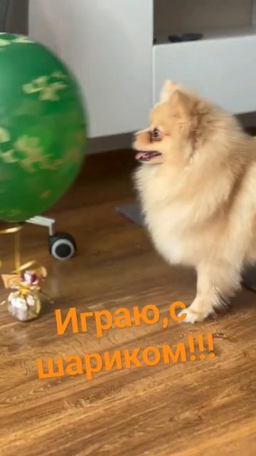 #шпиц #выходные #доброеутро #забавы #взаимнаяподписка