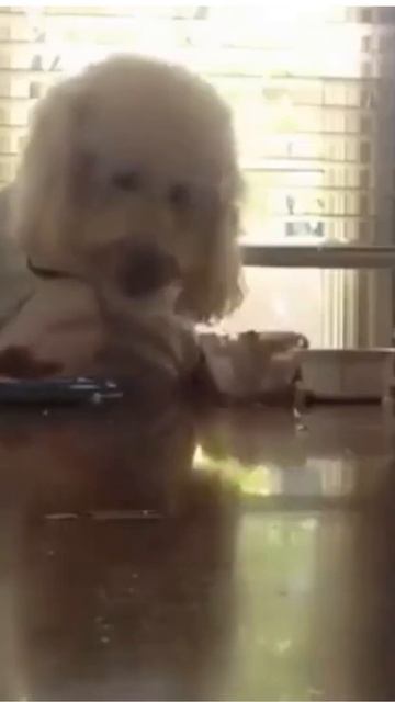 Clever dogs!!! Умные собаки!!! #Shorts смотреть онлайн