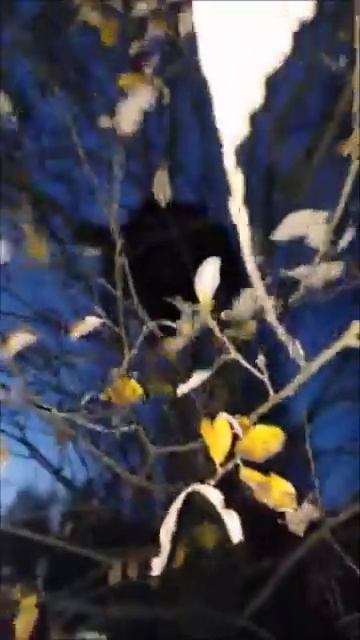 САМАЯ БОЛЬШАЯ ПТИЧКА смотреть онлайн