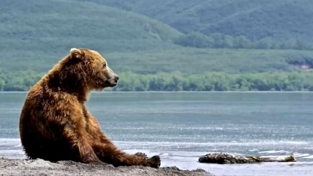 Отдыхающие в ужасе бросились врассыпную, когда на пляж вышли ОНИ смотреть онлайн