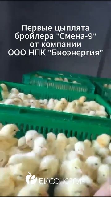 Бройлер кросса 