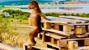 Люська это человек! Посмотрите как она ОБИЖАЕТСЯ на Влада и высматривает дорогу