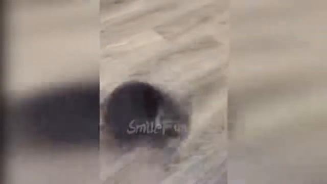 КОШКИ ПРИКОЛЫ С КОШКАМИ И КОТАМИ Смешные Кошки 2020 Funny Cats ДИРЕКТОР ТИК ТОК смотреть онлайн