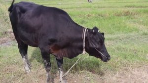 Три Причины Стать Веганом Прямо Сейчас