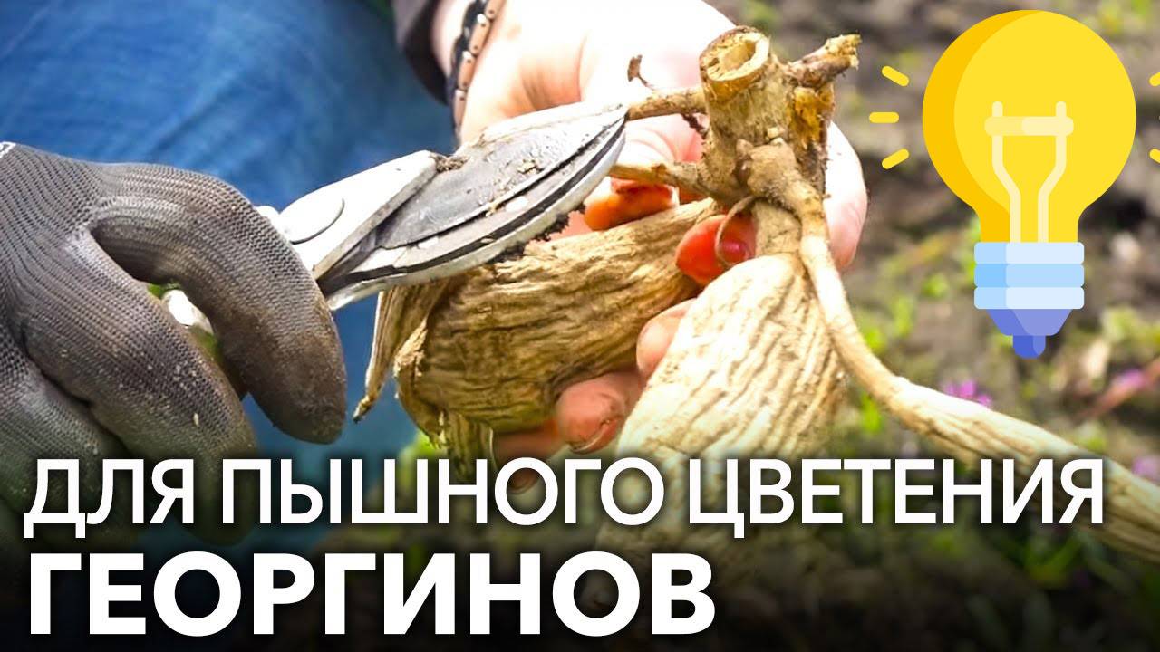 Посадка Георгин Клубнями Весной в открытый грунт смотреть онлайн