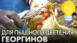 Посадка Георгин Клубнями Весной в открытый грунт