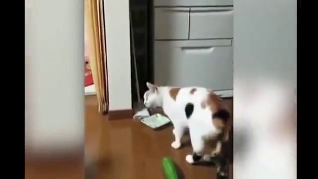Прикол коты и опасные огурцы смотреть онлайн