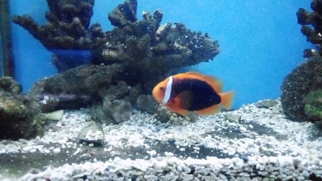 Московский зоопарк. Томатная анемоновая рыба.