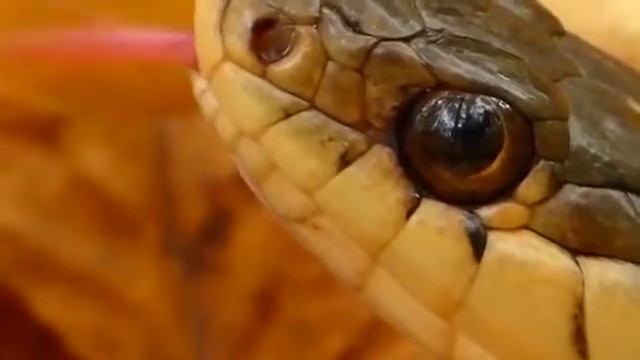 шаловливый язычок смотреть онлайн