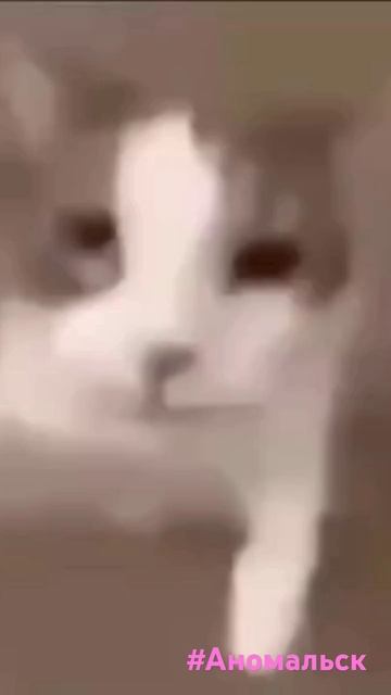 Смоки-Чмоки #dayz #неудержимые #shorts смотреть онлайн