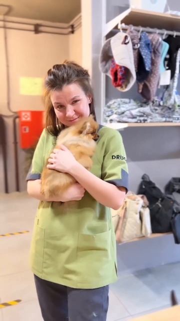 друг-груминг.рф #shorts #собака #шпиц