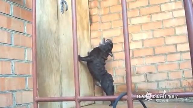 Открывайте эту чертову дверь! смотреть онлайн