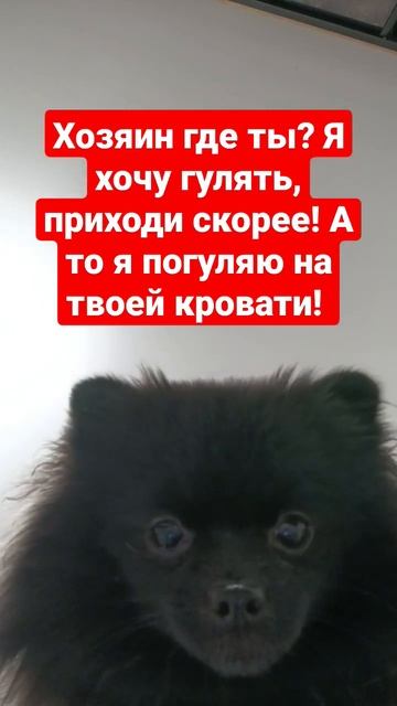 Хочу гулять #рек#шпиц #ржака #юмор #приколы #смешные #животные #собака #пушистики