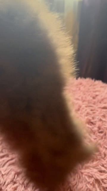 Шоколадная девочка шпиц #puppy смотреть онлайн