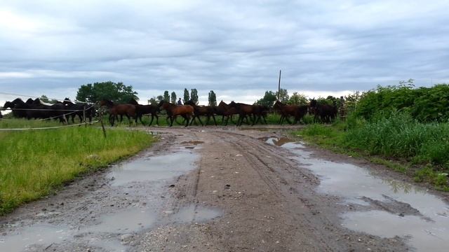Адыгэш смотреть онлайн