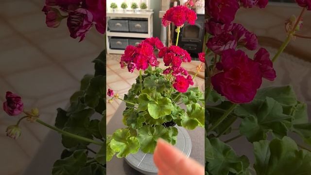 ИВ_ Есфирь Прекрасная Пеларгония смотреть онлайн