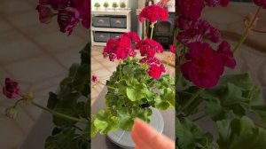 ИВ_ Есфирь Прекрасная Пеларгония