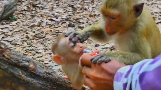 Обычный день Baby monkey Lily 1000005724.mp4 смотреть онлайн