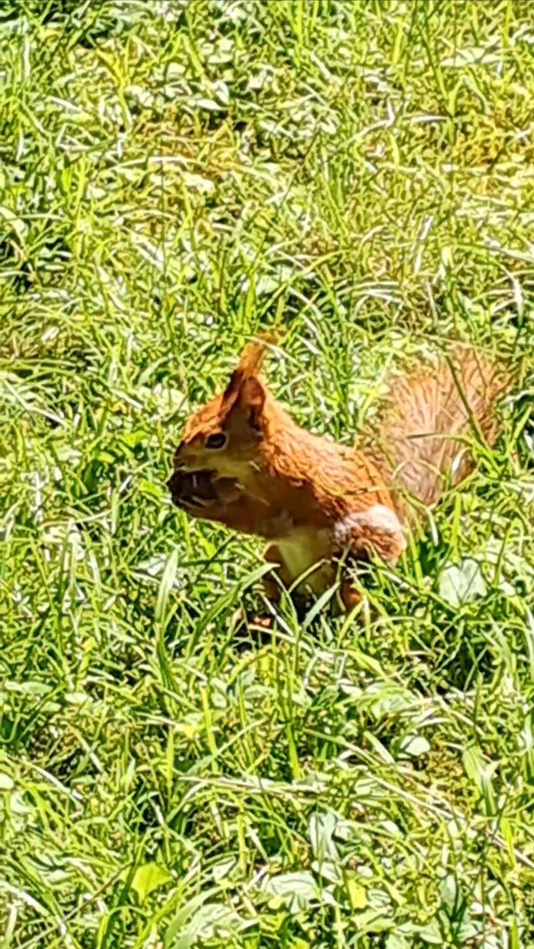 Прыг-скок, села-поела смотреть онлайн