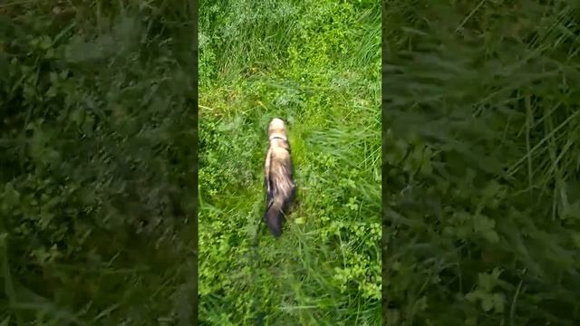 Хорьки - они прикольные. смотреть онлайн