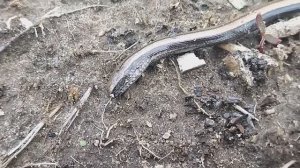 Дохлая веретеница?