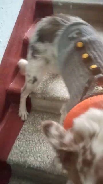 Задом по лестнице смотреть онлайн