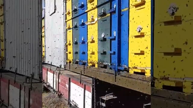 Мед. Н.С.В. МЕДОВЫЙ ДВОРИК. Медосбор 19 смотреть онлайн