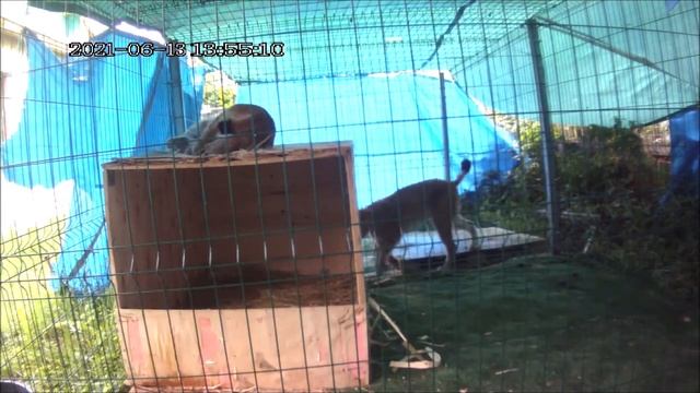 Рысь ломает свой домик смотреть онлайн