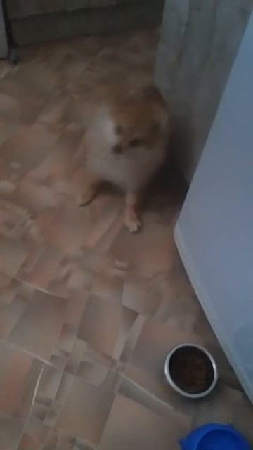 Померанский шпиц--история Умки смотреть онлайн