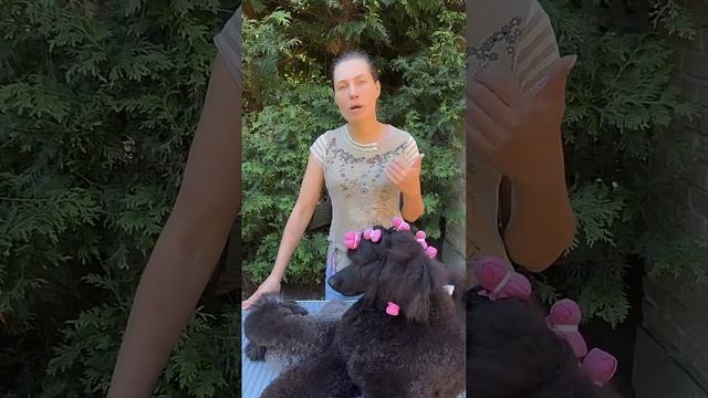 Урок 2. Для владельцев выставочных собак: ПОДГОТОВКА ШЕРСТИ К РИНГУ за 5 шагов