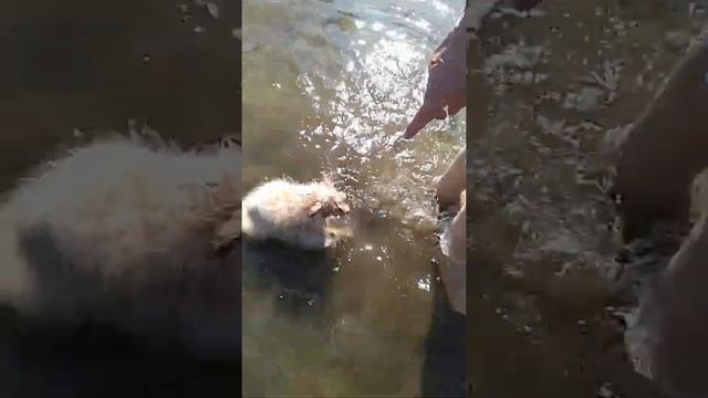 Шпицы на пляже...