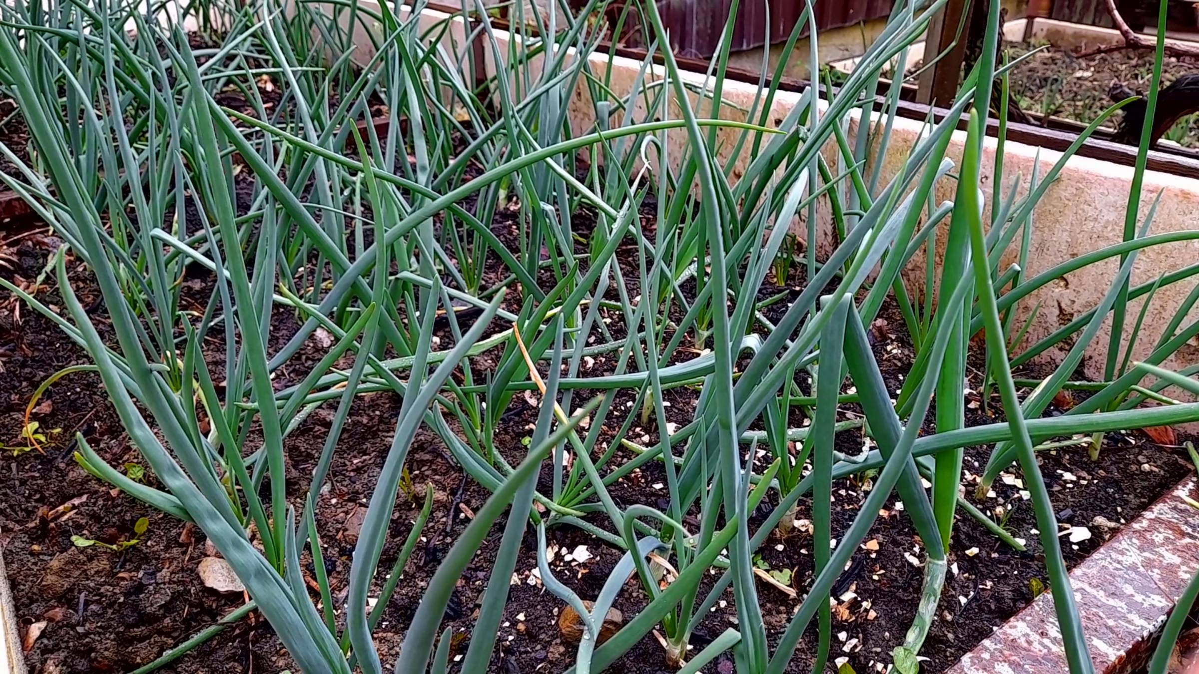 Луковая муха - Эффективные способы борьбы с луковой мухой смотреть онлайн