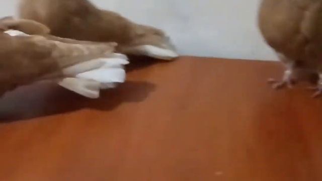 Голуби Мелитополь Крамаренко Игоря Викторовича. Мелитополь. Николаевские. смотреть онлайн