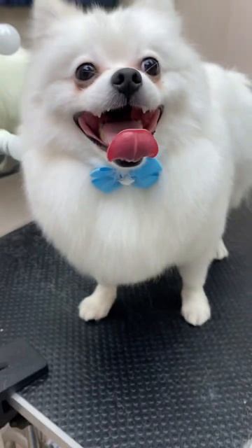 Груминг шпица до и после