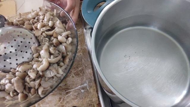 Маринованные опята и немного белые. Супер маринад, заготовки на зиму. смотреть онлайн