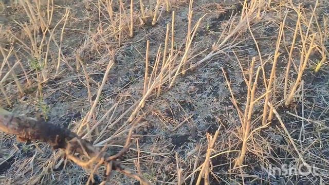 СОЯ в РІПАКУ.