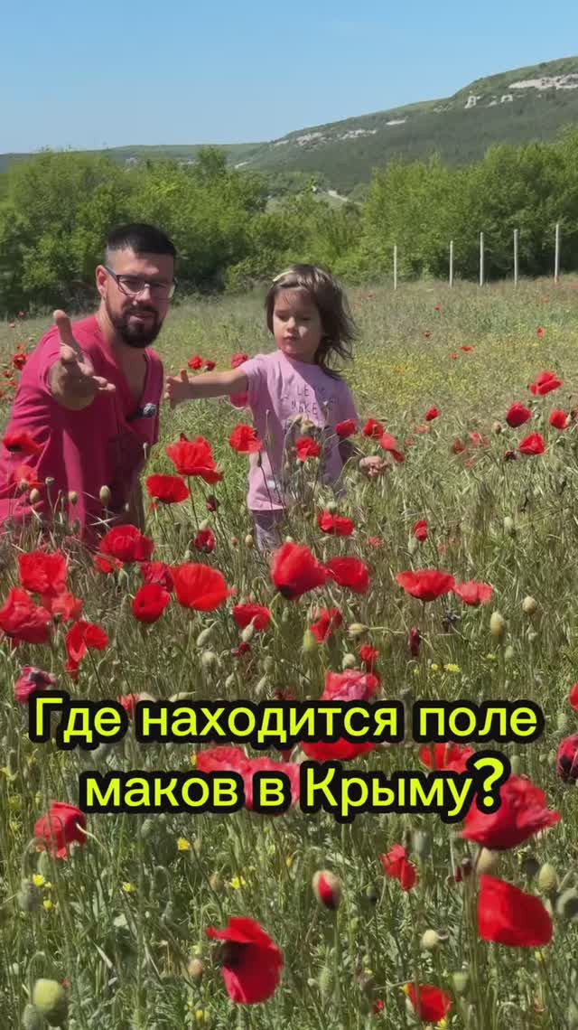 Маковые поля в Крыму. Где найти такую красоту в Крыму? #макивкрыму #крым #маковыеполя смотреть онлайн