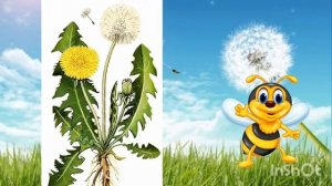 Одуванчики, одуванчики