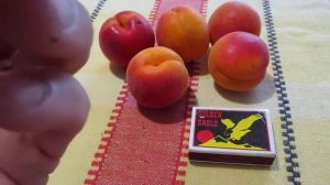 Абрикос Робада