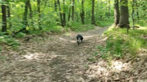 Прогулка по лесу с другом | © 2025