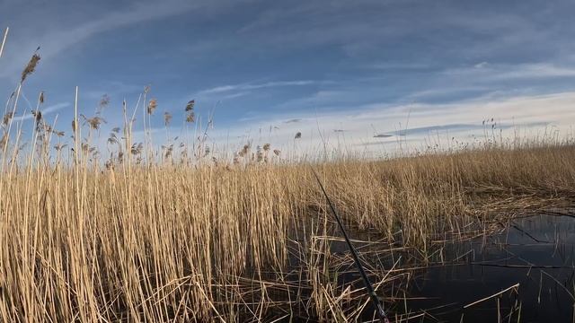 Голодный карась на боковой кивок 16.05.2025 червь + тесто со вкусом ванили