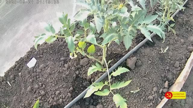 ПОДКОРМКА ТОМАТОВ ЧЕРЕЗ СИСТЕМУ КАПЕЛЬНОГО ПОЛИВА.. смотреть онлайн