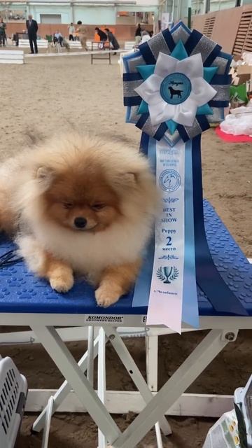 Устал ребенок после выставки 😍#pomeranian #pom#шпиц
