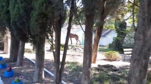 Турбаза "Мир" в Алуште. Обзор территории