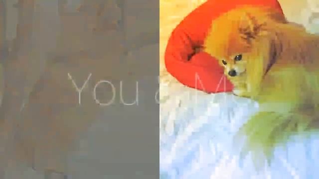 Шпиц ТЕДИ передает ЯНЕ БРИ и шпицу ГЕТСБИ большой привет