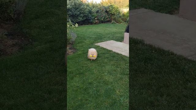 Тренировка Чипы! Шпиц. #шпиц_померанский #шпиц #шпицуля #шпицы #краснодар #краснодарскийкрай