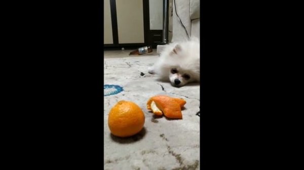 Рони, 3 серия