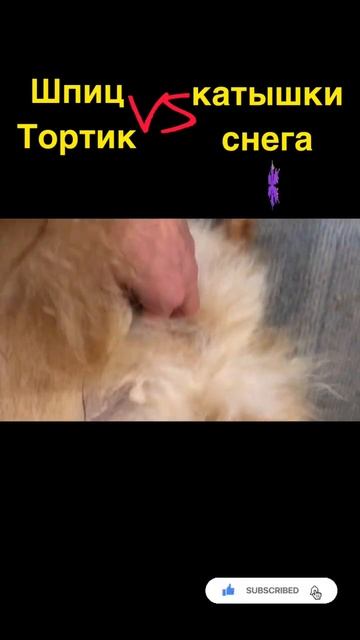 Длинная шерсть притягивает мокрый снег…❄️ Long Hair Attracts Wet Snow ... / Said Spitz Сказали Шпиц